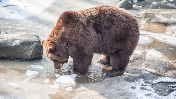 brown-bear-g92e36bb75_640